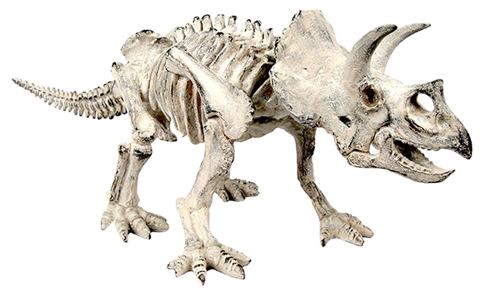 Resin Triceratops Fossil